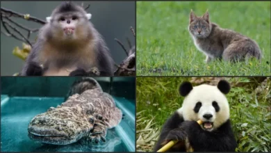 5 Makhluk Hidup Endemik China yang digunakan Mengejutkan, Salah Satunya Panda Raksasa