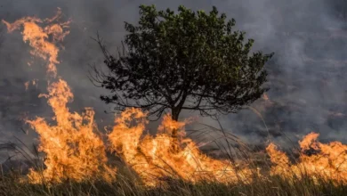 Cuaca Kering Picu Kebakaran Hutan Besar di Korea Selatan