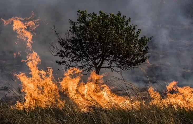 Cuaca Kering Picu Kebakaran Hutan Besar di Korea Selatan