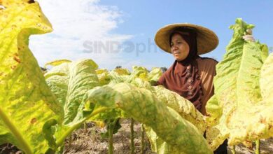 Efek FCTC Bikin Pelaku Industri Tembakau Was-was