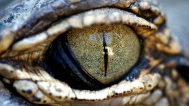 Fungsi lalu Cara Kerja Selaput Mata Buaya, Rahasia Unik Sang Predator
