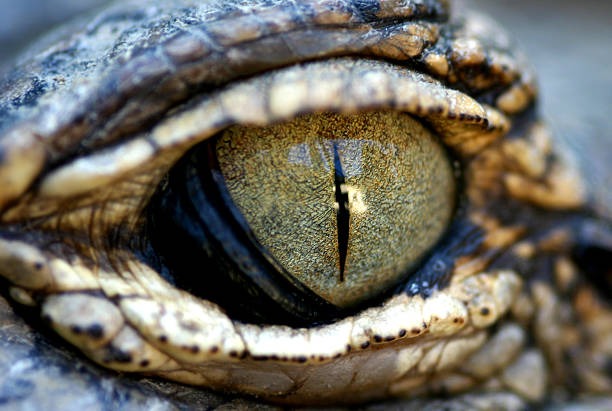 Fungsi lalu Cara Kerja Selaput Mata Buaya, Rahasia Unik Sang Predator