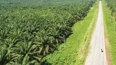 Penertiban Lahan Sawit Perlu Kebijakan Satu Peta Hutan