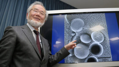 Profil Yoshinori Ohsumi, Peneliti Negeri Sakura yang tersebut digunakan Mendapat Nobel pasca Meneliti Manfaat Puasa