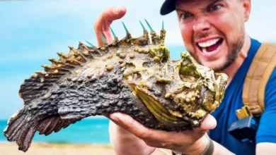 5 Ikan Paling Beracun pada Dunia, Sekali Sentuh Nyawa Melayang!