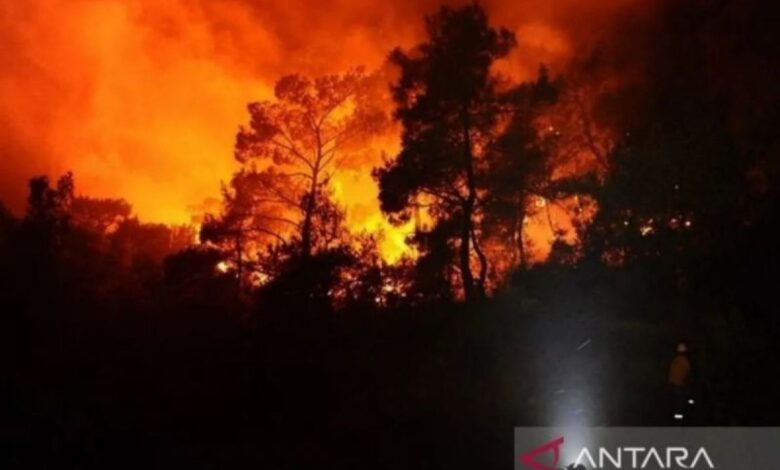 Kebakaran hutan dahsyat pada Israel, 24 pendatang terluka